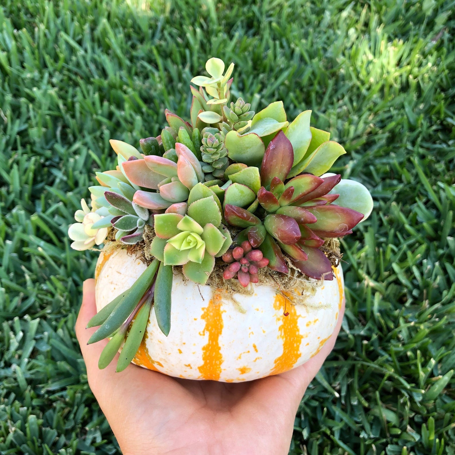 Riverside Succulents + DIY Succulent Pumpkin Craft Kit