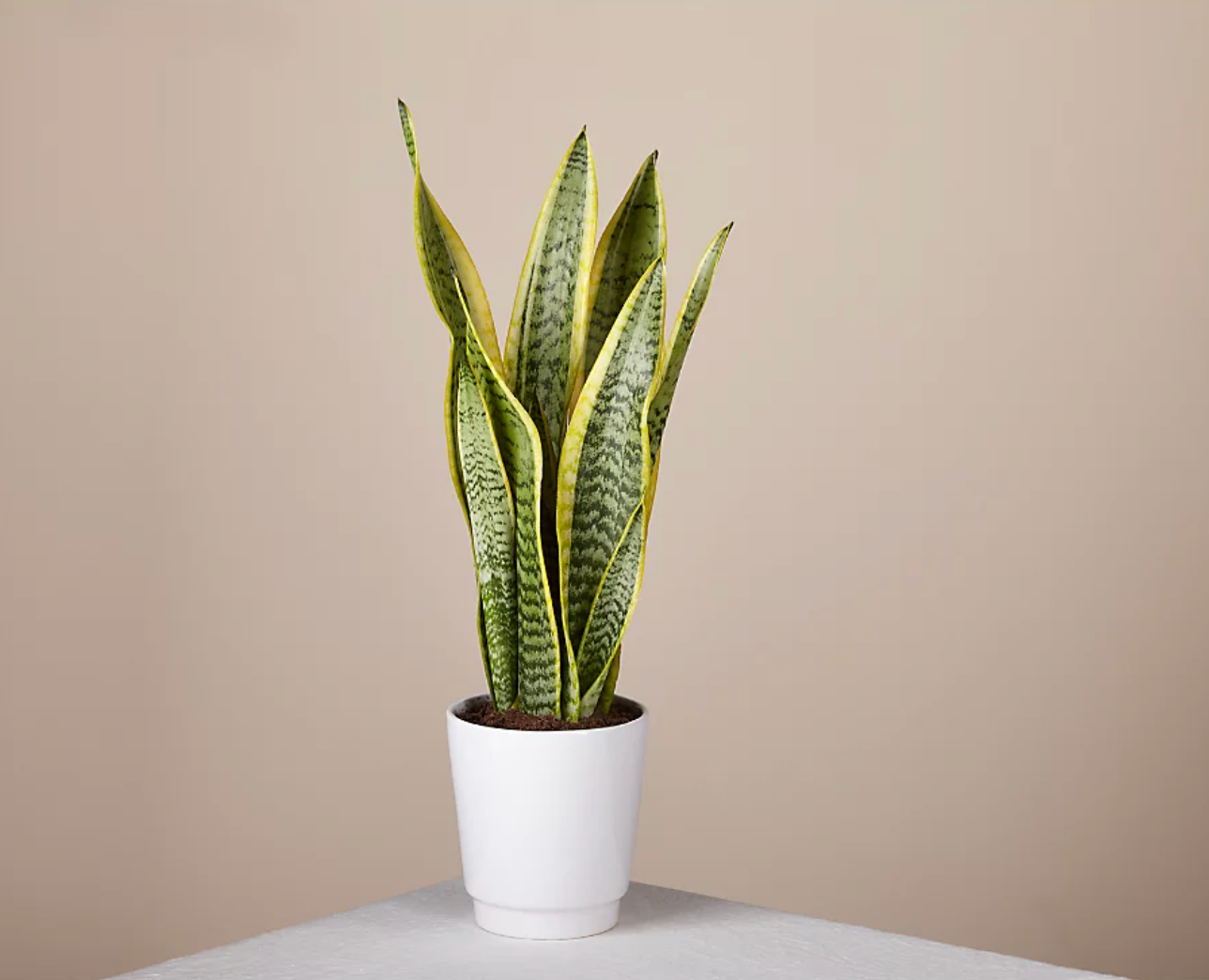 ProFlowers + Snake Plant