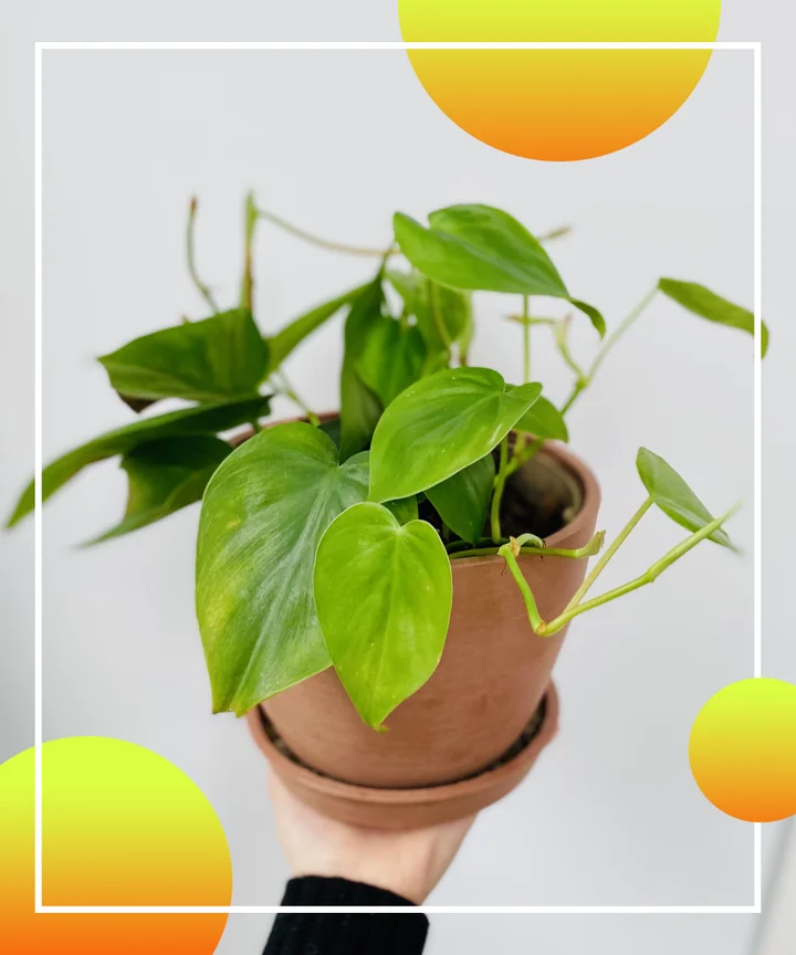 Bloomscape vs The Sill - Which is the Best Houseplant Delivery 