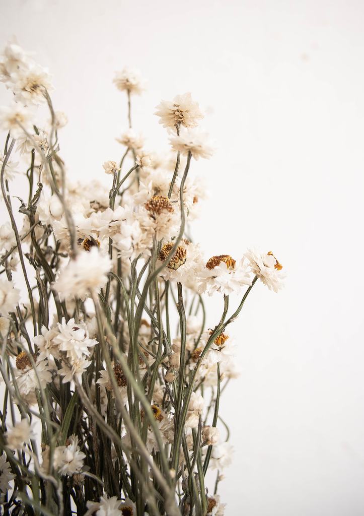 Little Deer + Natural Dried Everlasting Sandflower Ammobium Bunch