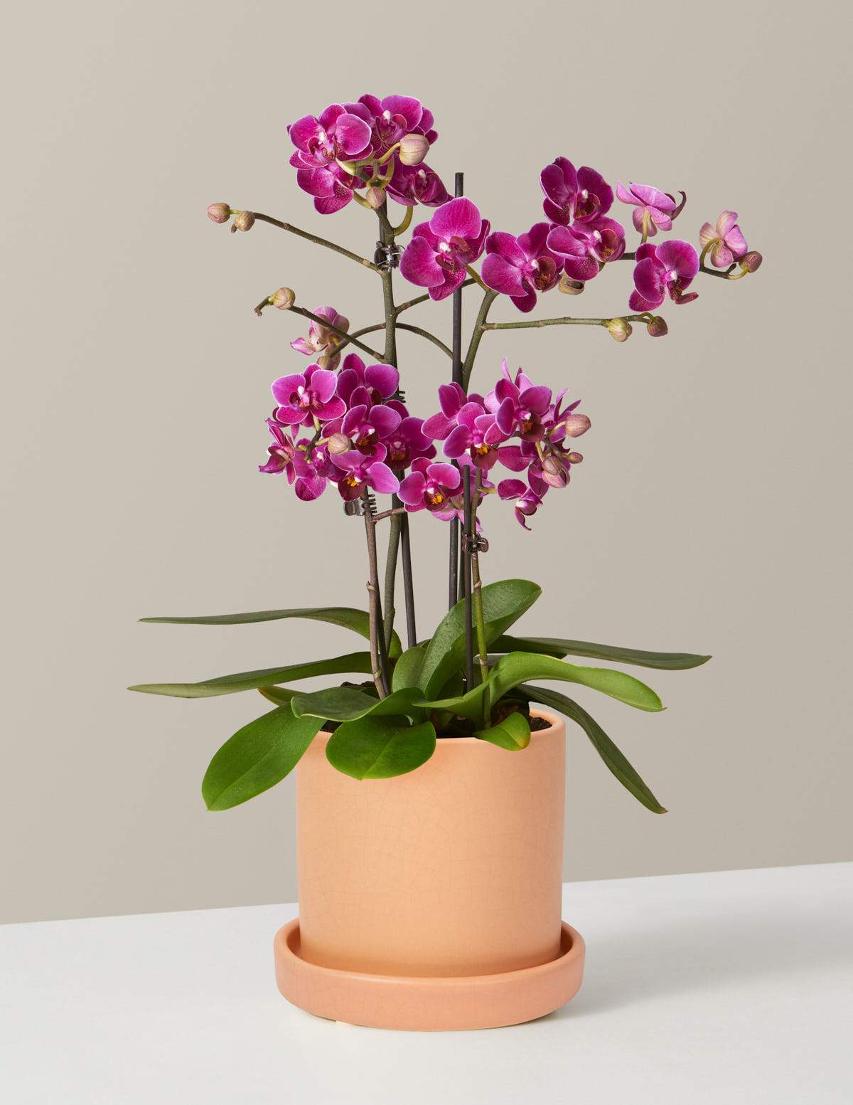 The Sill + Purple Orchid