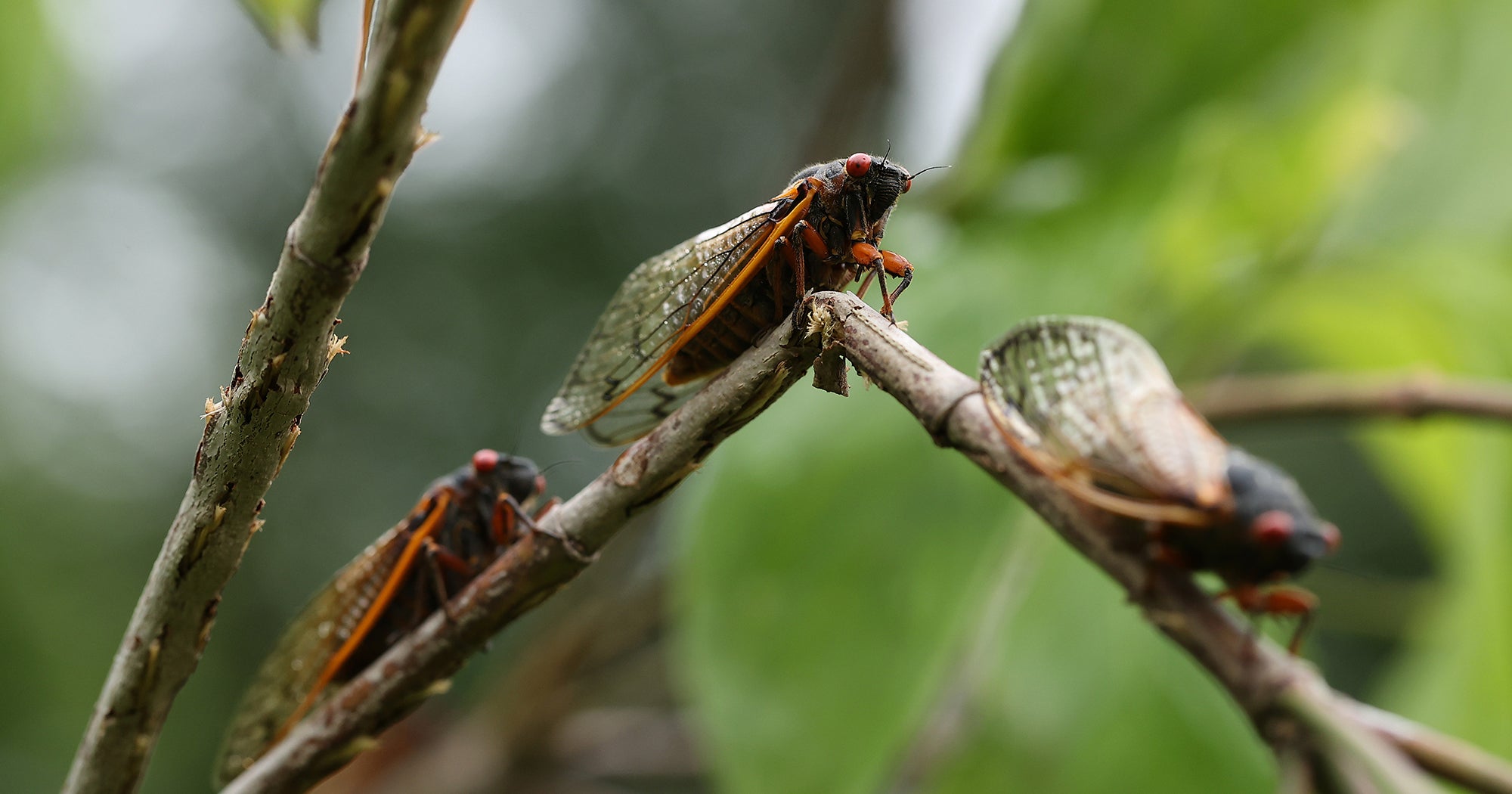 Cicadas Are Nature’s Best Meme
