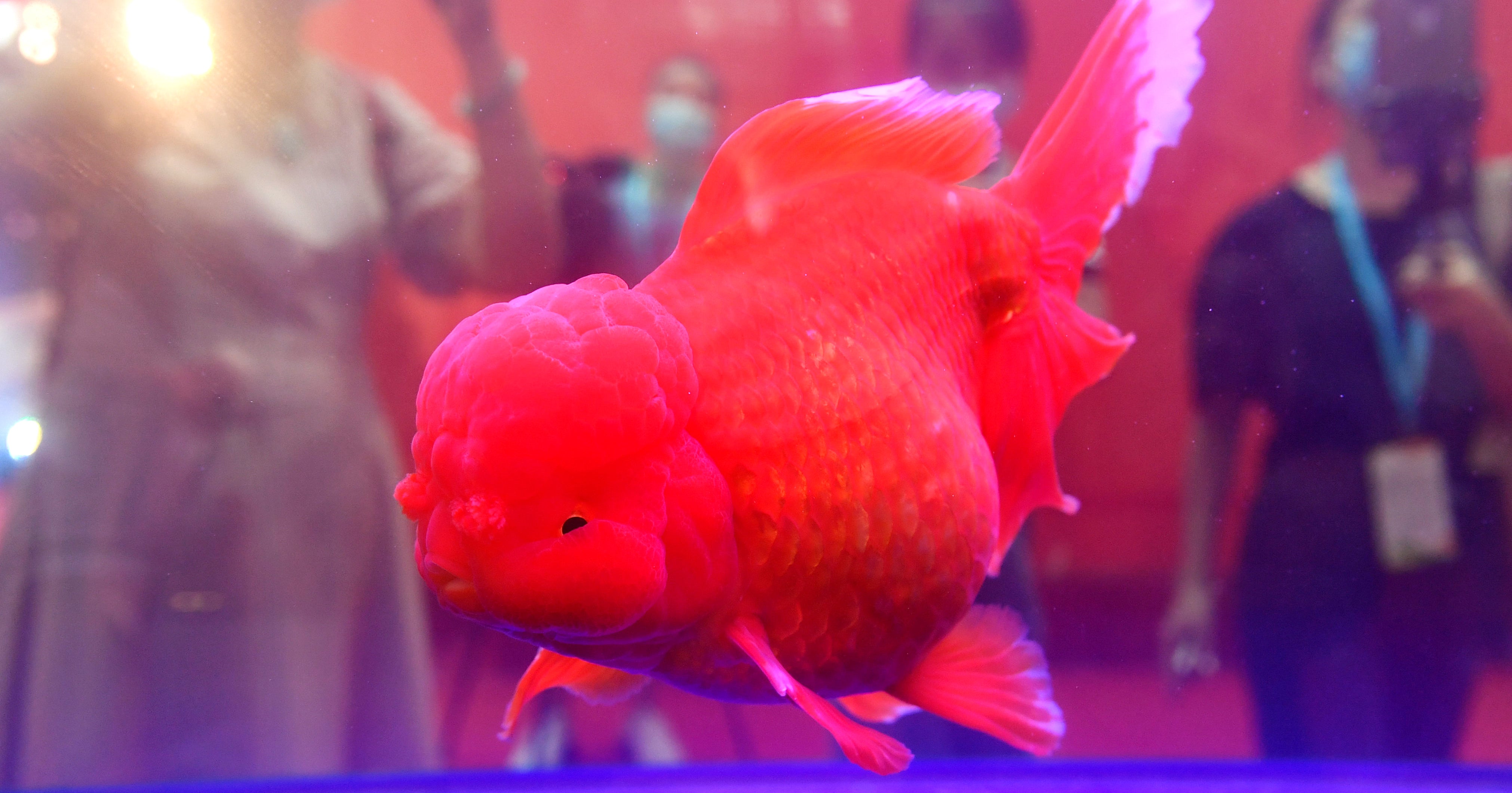 giant pet goldfish
