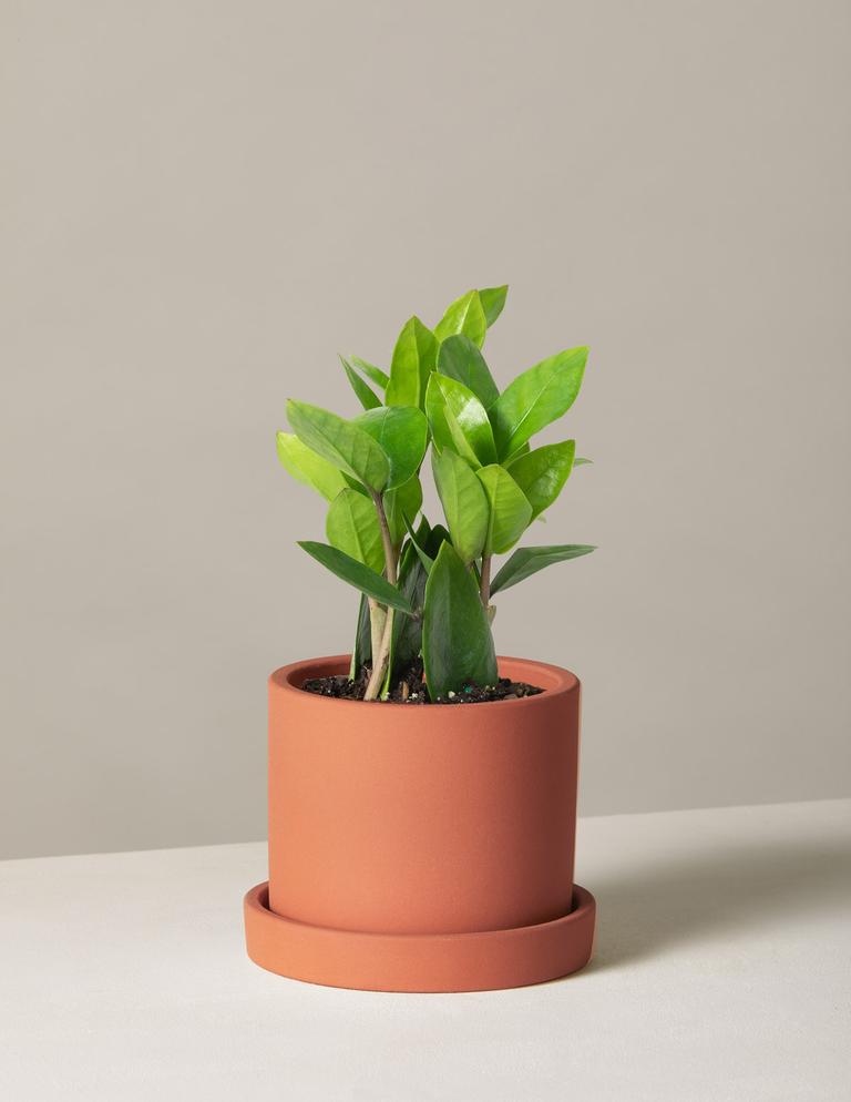 The Sill + ZZ Plant