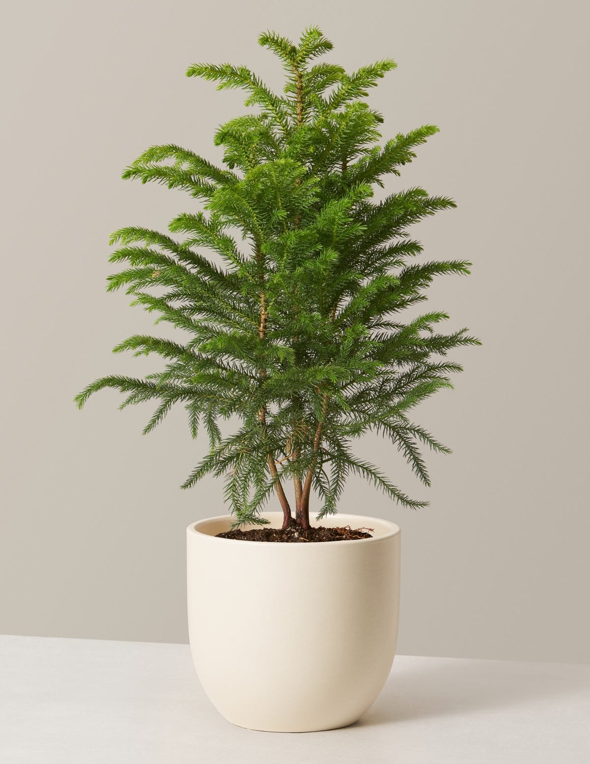 The Sill + Norfolk Island Pine (Cream Grant Planter)