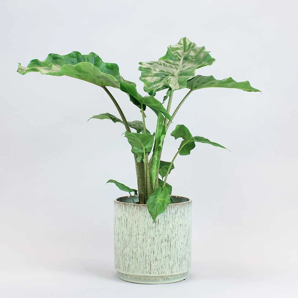 Bloombox + Upright Elephant Ear