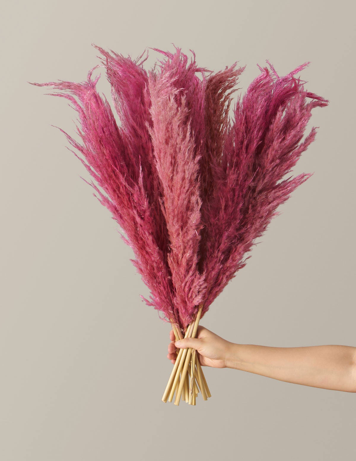 The Sill + Dried Pink Pampas Stems