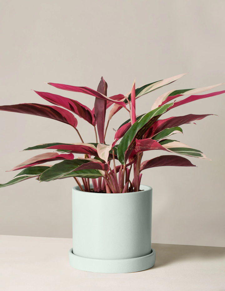 6 Houseplants To Gift For Mother's Day 2021 — Expert