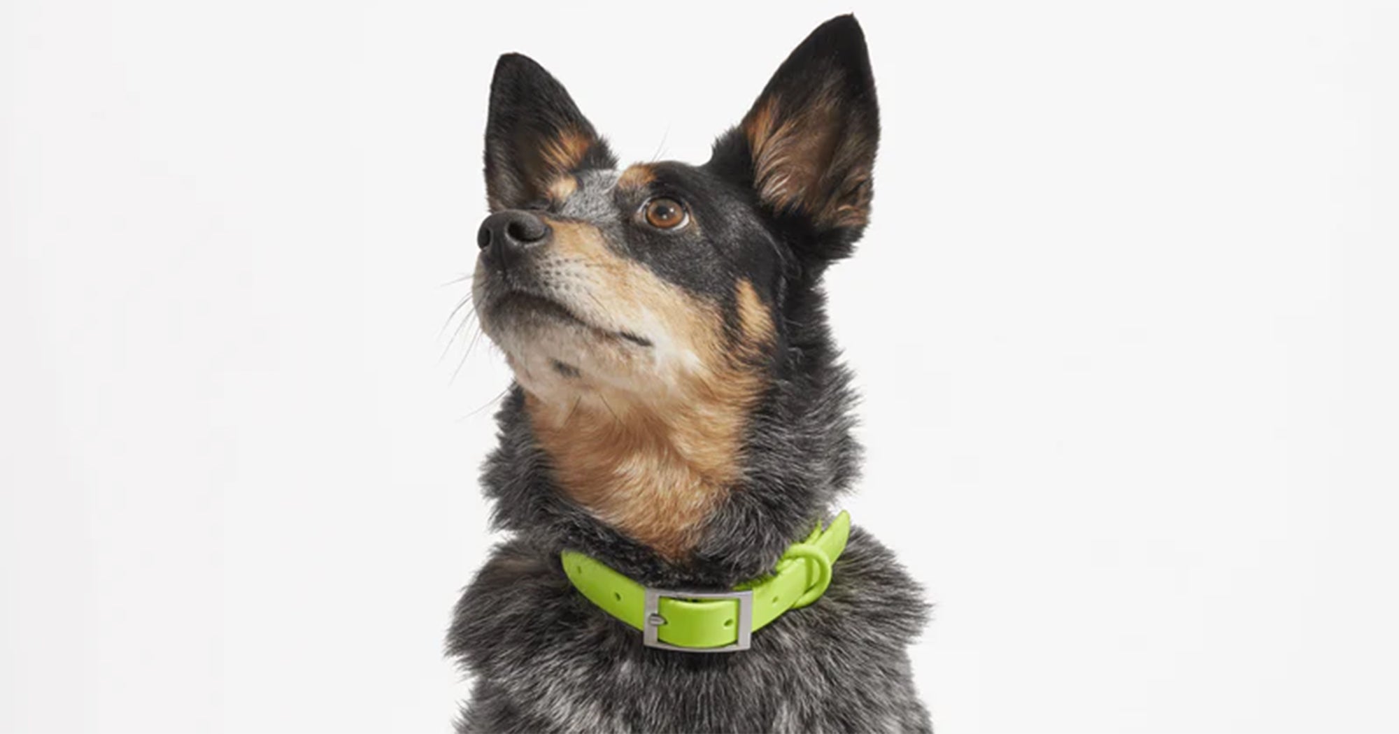 most stylish dog collars