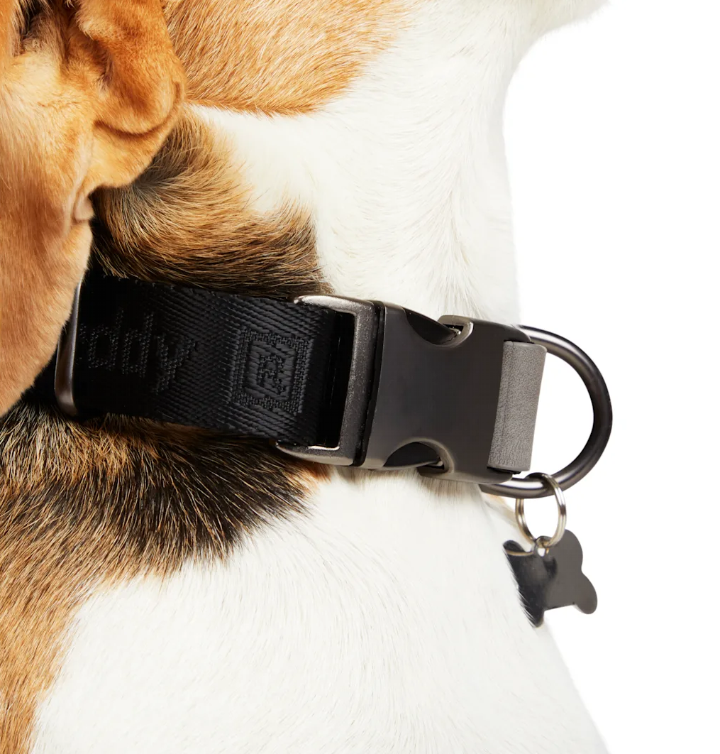 best stylish dog collars