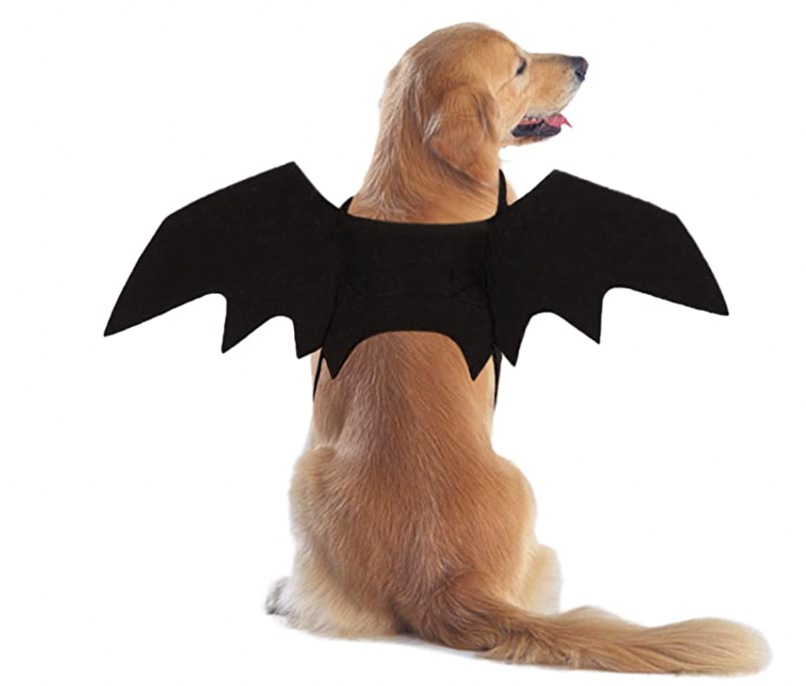 16 Dog And Owner Halloween Costumes That Match - DodoWell - The Dodo