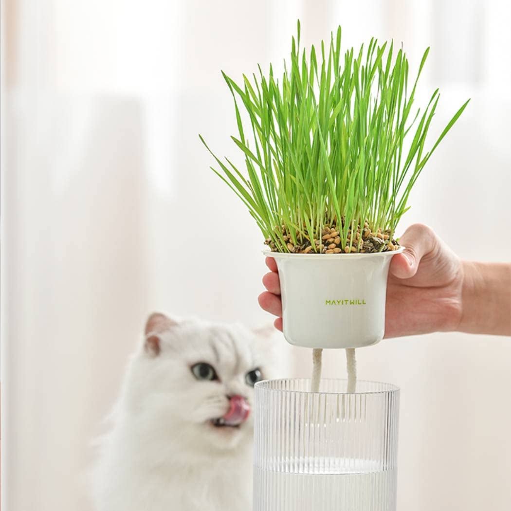 Michu + MICHU All in One Soil Free Cat Grass Grow Kit