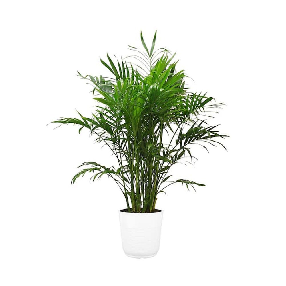 Costa Farms + Cat Palm White Paradise Planter