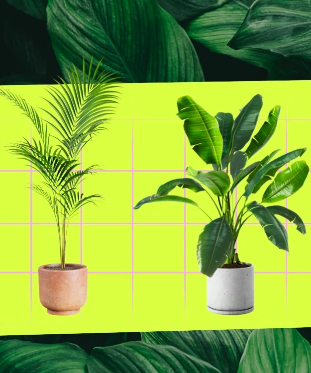 How to Grow And Care For Palm Trees - Bunnings Australia