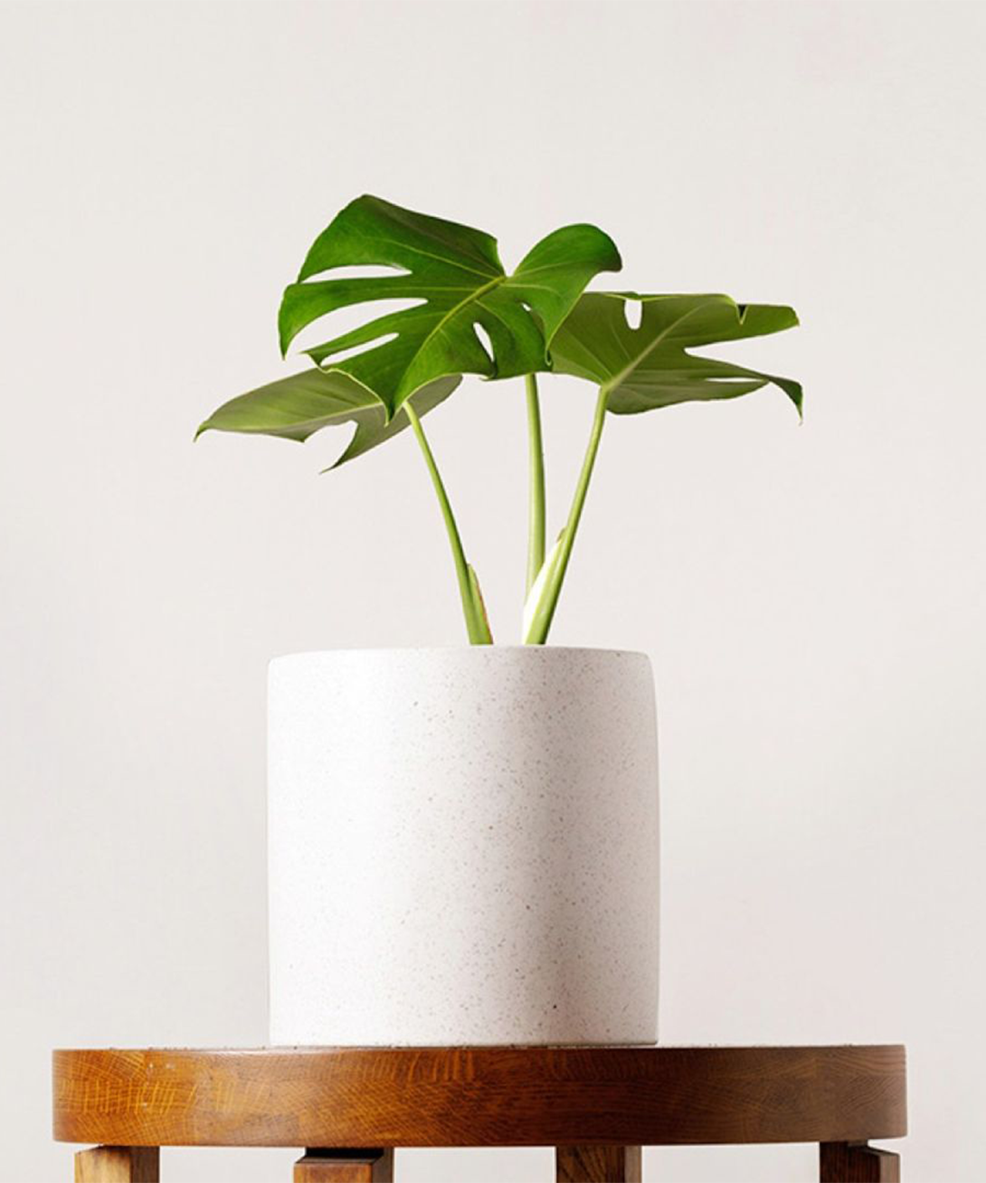 FICUS MICROCARPA GINSENG Plant with pot, bonsai, assorted colors, Diameter  of plant pot: 8 ¾ - IKEA