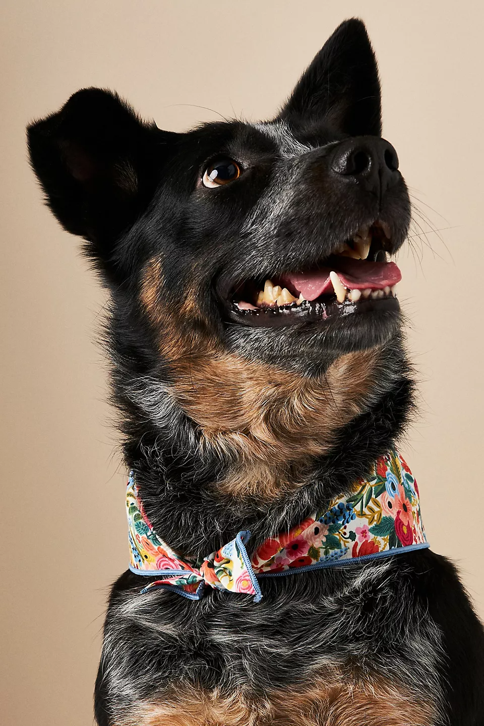 The Foggy Dog + Cheery Springtime Bandana