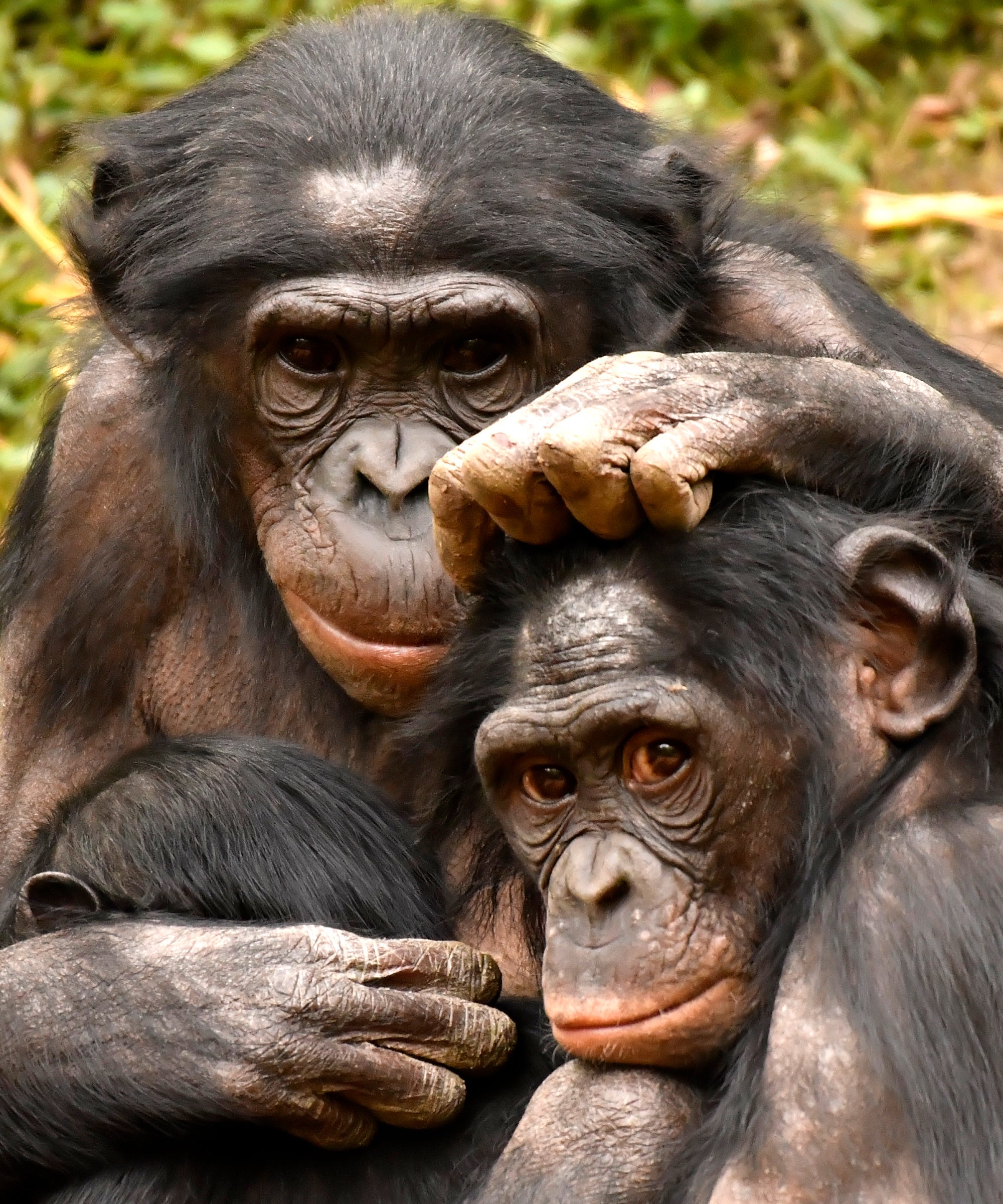 Chimpengi Gals Sex Xx Video - What Hyper-Sexual Bonobos Can Teach Women About Sex