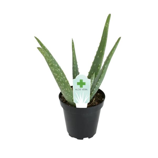 Altman Plants + Aloe Vera Plant