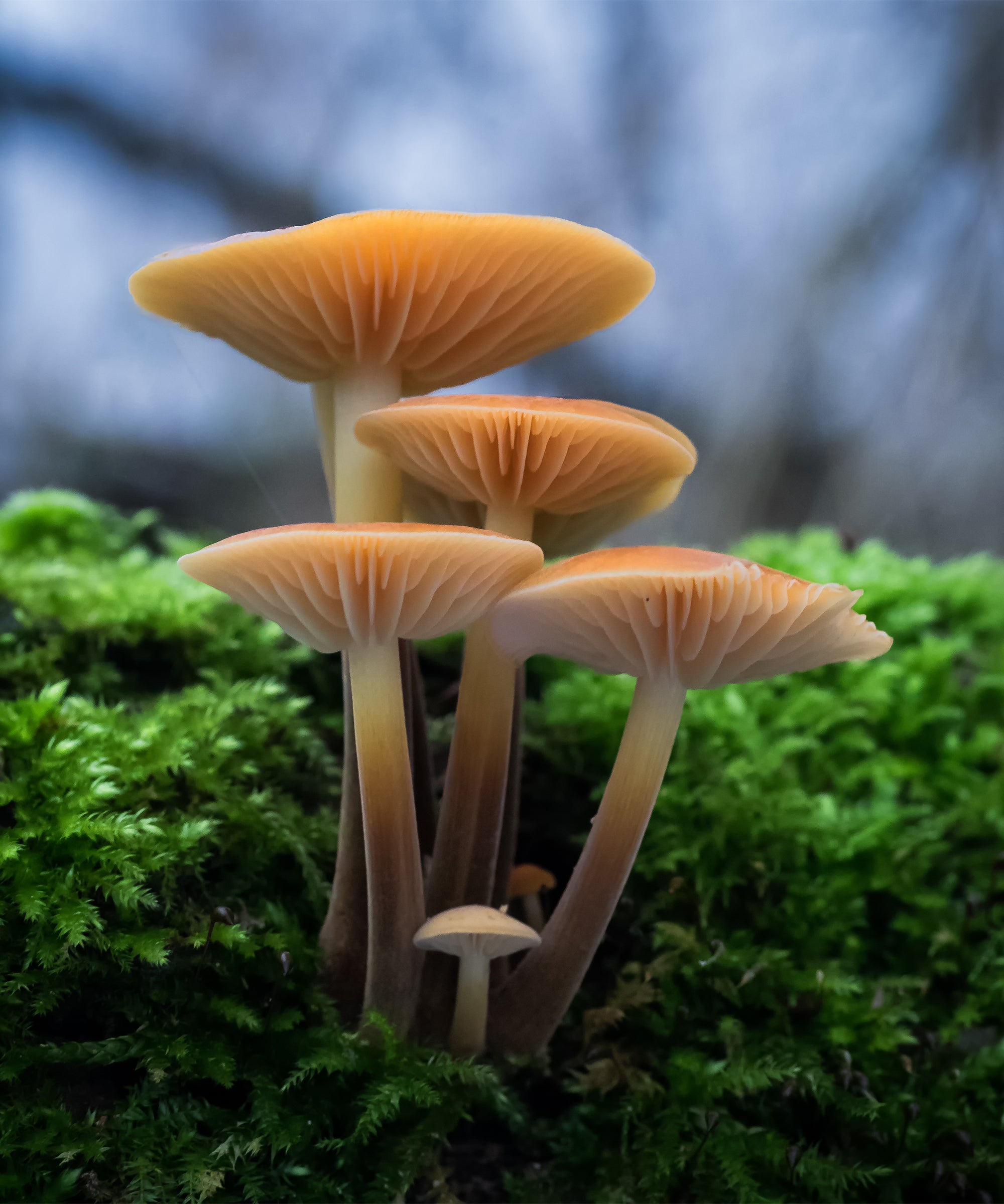 Magic Mushrooms Could Be Prescribed For Mental Health