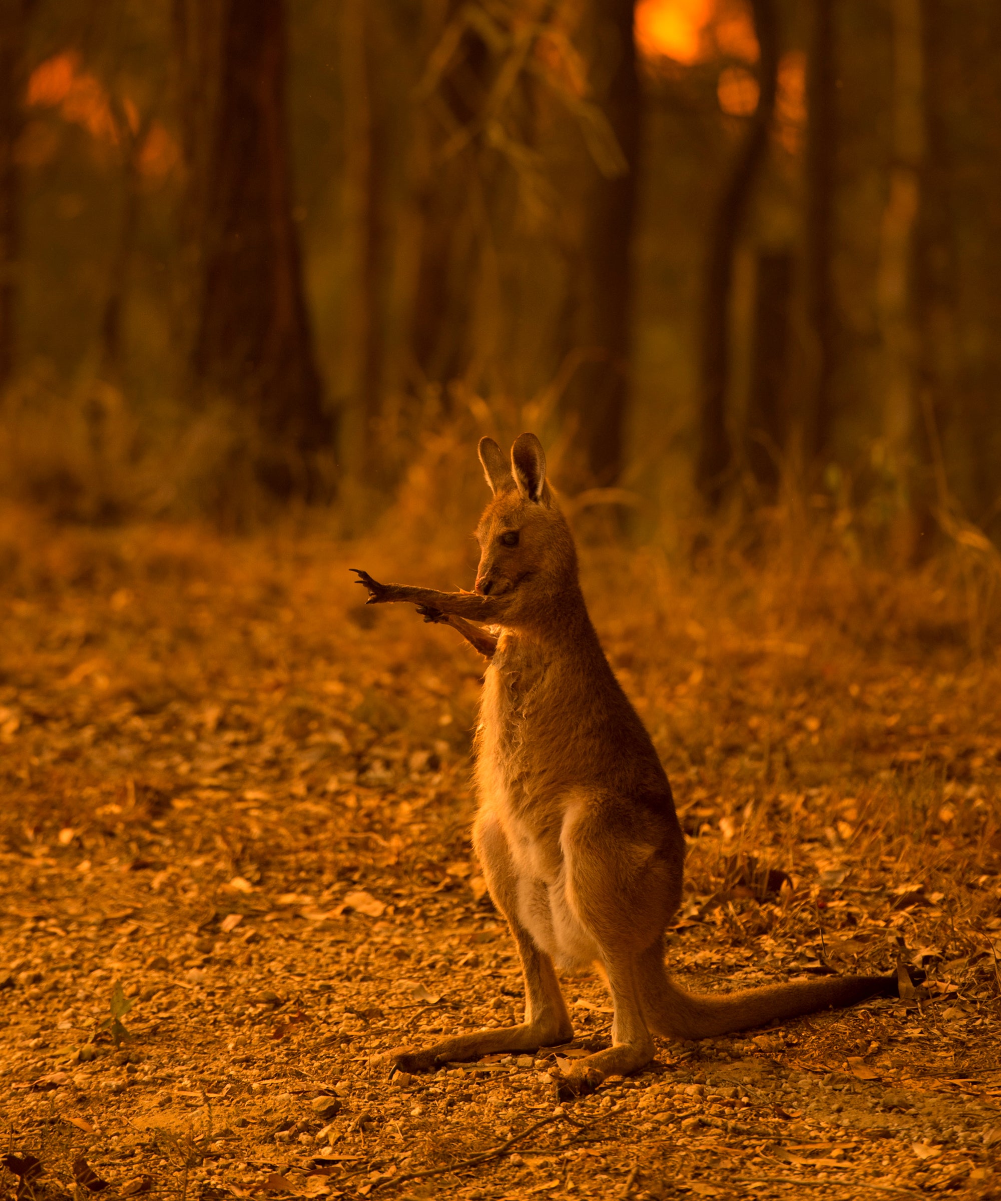 These Animals Are Dying In The Australia Wildfires