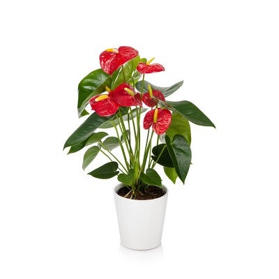 Just Add Ice + 5″ Potted Anthurium