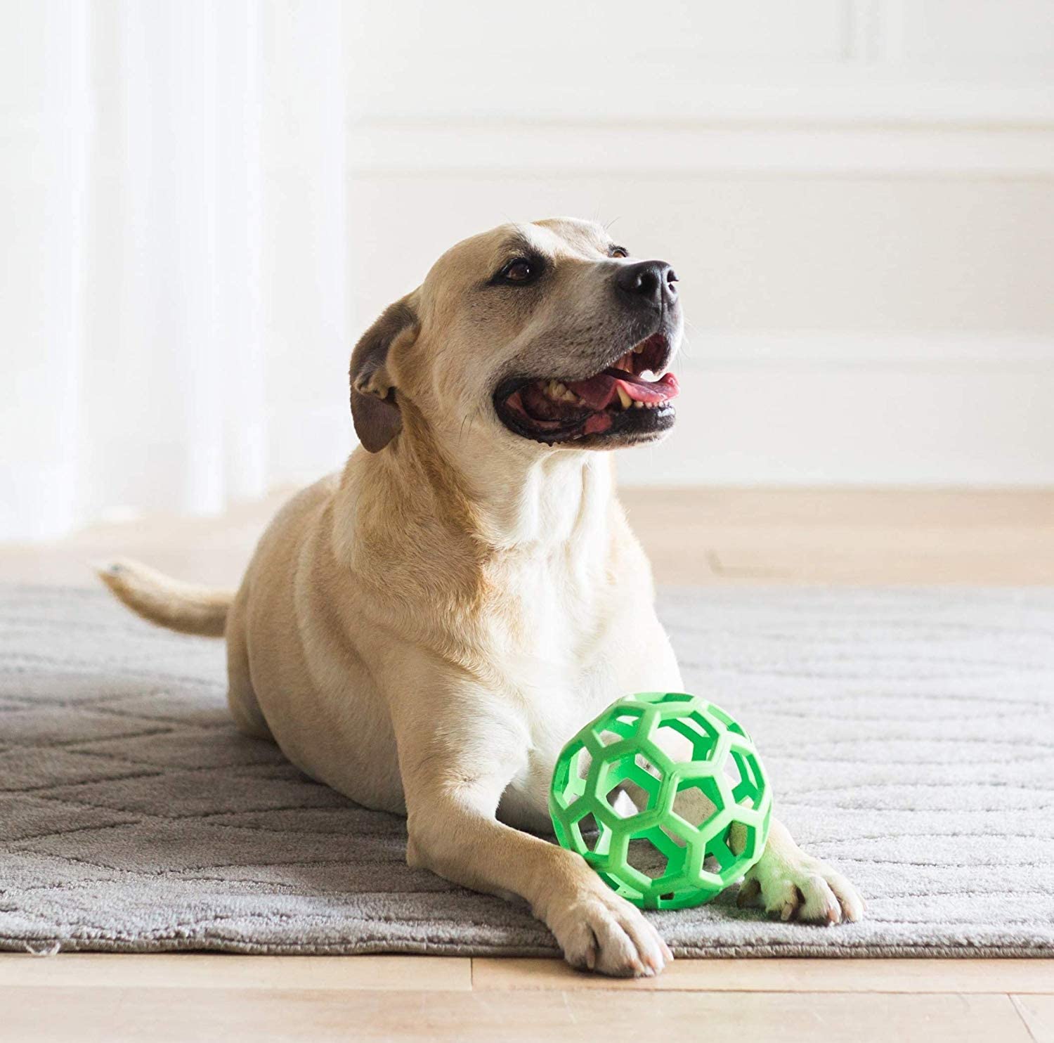 Best dog products on 2024 amazon