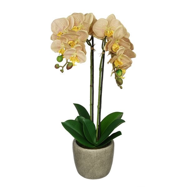 Greyleigh + Synthetic Fabric Double-Stem Orchid Floral Arrangement in Pot