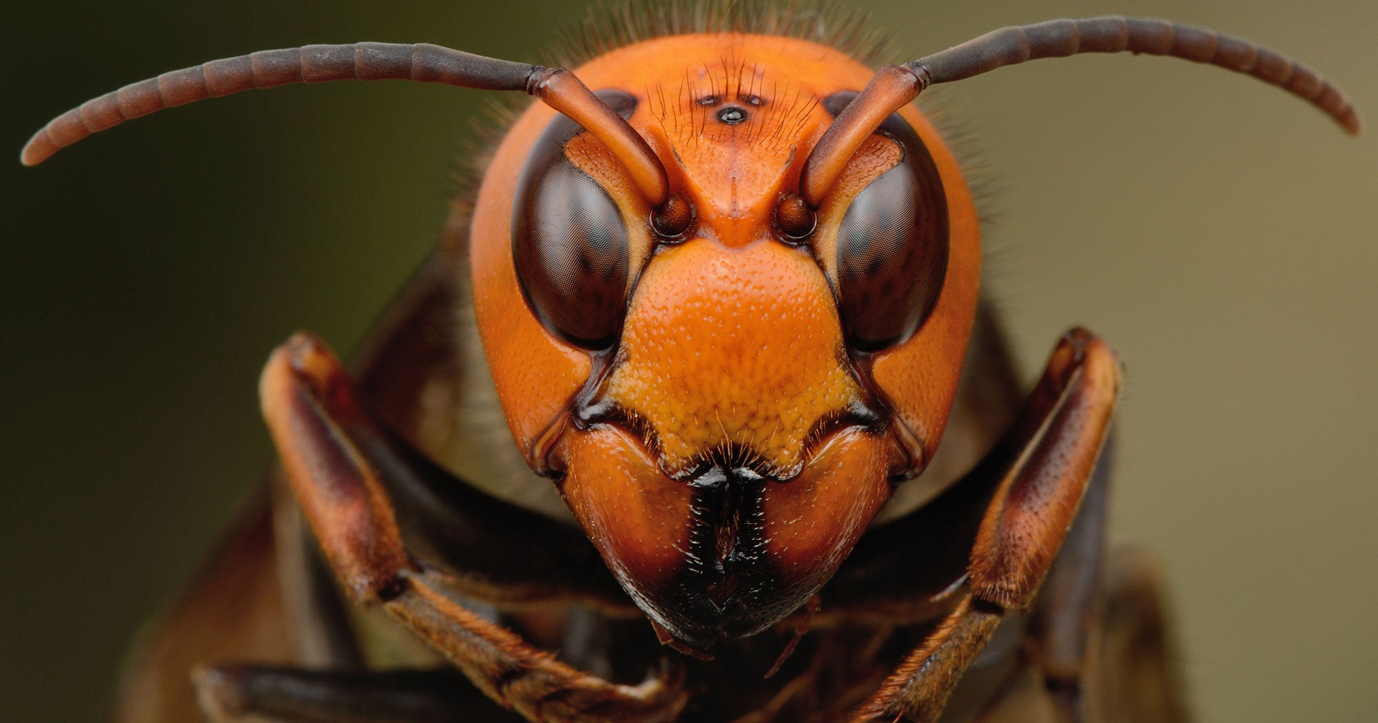 What Are Murder Hornets Asian Giant Hornet In The US   9771102 