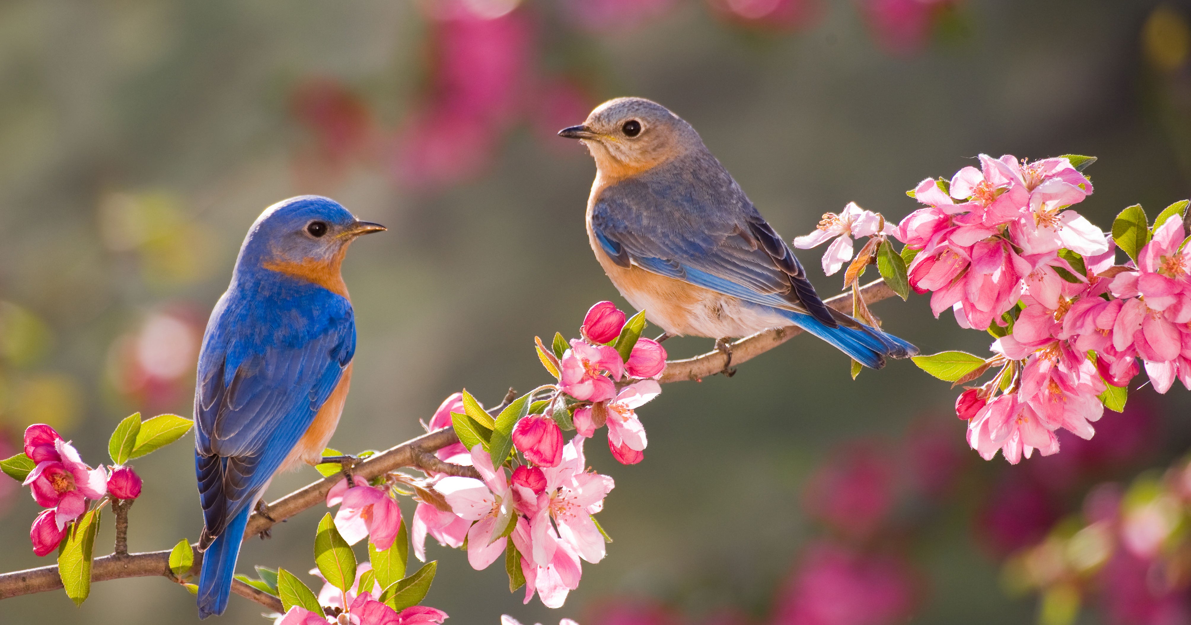 Spring blues. Весна птицы. Весенние птички. Красивая Весна. Птицы весной.